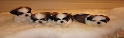 Shih Tzu dogs for sale: Shih Tzu puppies - Advert 2