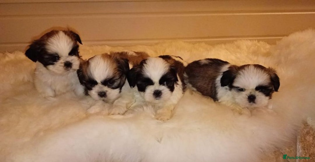 Shih Tzu dogs for sale: Shih Tzu puppies - Advert 2