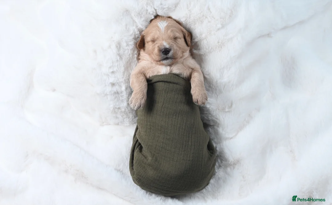 Goldendoodle dogs for sale: Quality Health Tested Goldendoodles - Advert 2