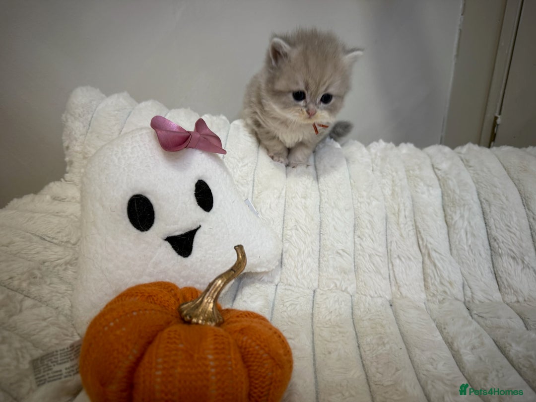 British Shorthair cats for sale: Affectionate lap cats health tested parents  - Image 17