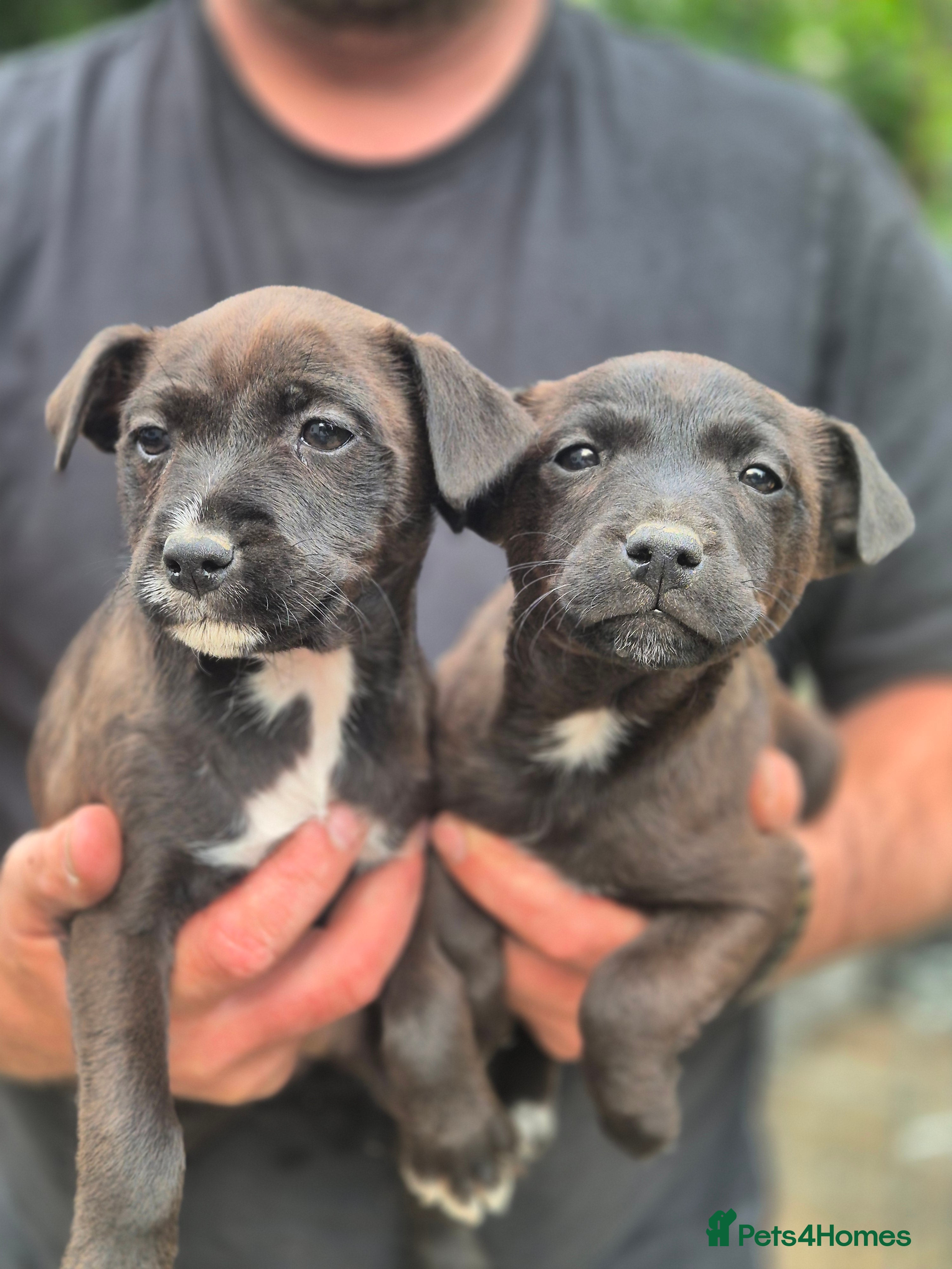 Mixed Breed dogs Border Lakeland X Patterdale terrier  - Advert 2