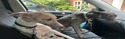 Whippet dogs for sale: Bertie; Gorgeous blue brindle whippet boy - Advert 2