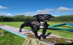 Patterdale Terrier dogs for adoption: OZZY - MALE PATTERDALE - Image 4
