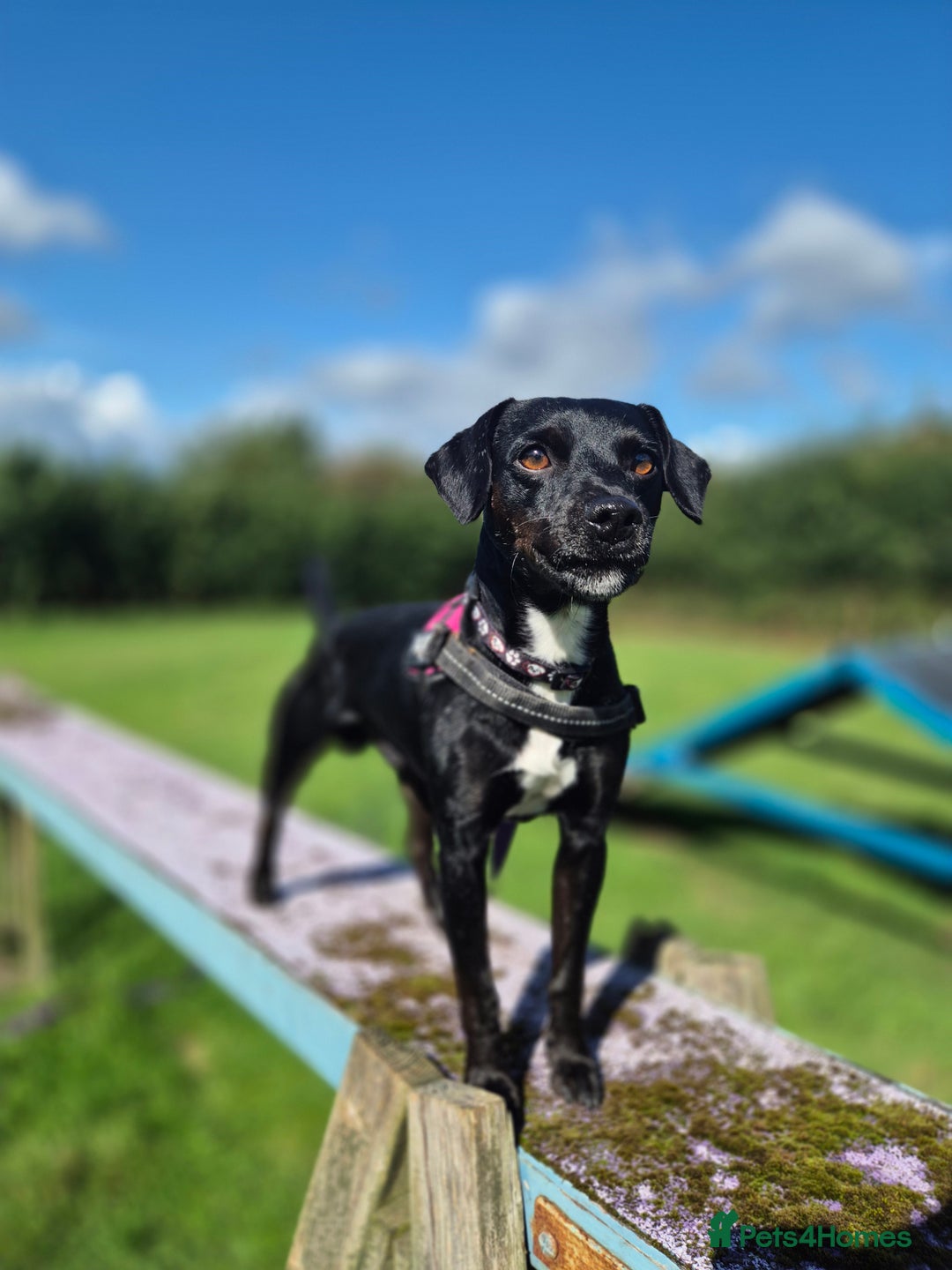 Patterdale Terrier dogs for adoption: OZZY - MALE PATTERDALE - Image 4