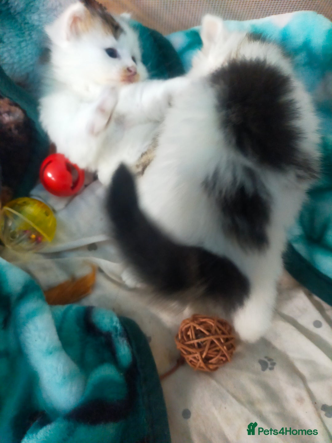 Mixed Breed cats for sale: Four lovely fluffy kittens  - Image 38