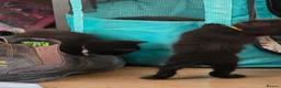 Mixed Breed cats for sale: All black kittens  in Preston - Advert 7