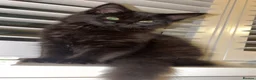 Ragcoon cats for sale: RAGCOONS FOR SALE!! - Advert 7