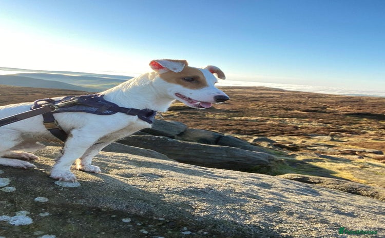 Jack Russell dogs - Advert 16