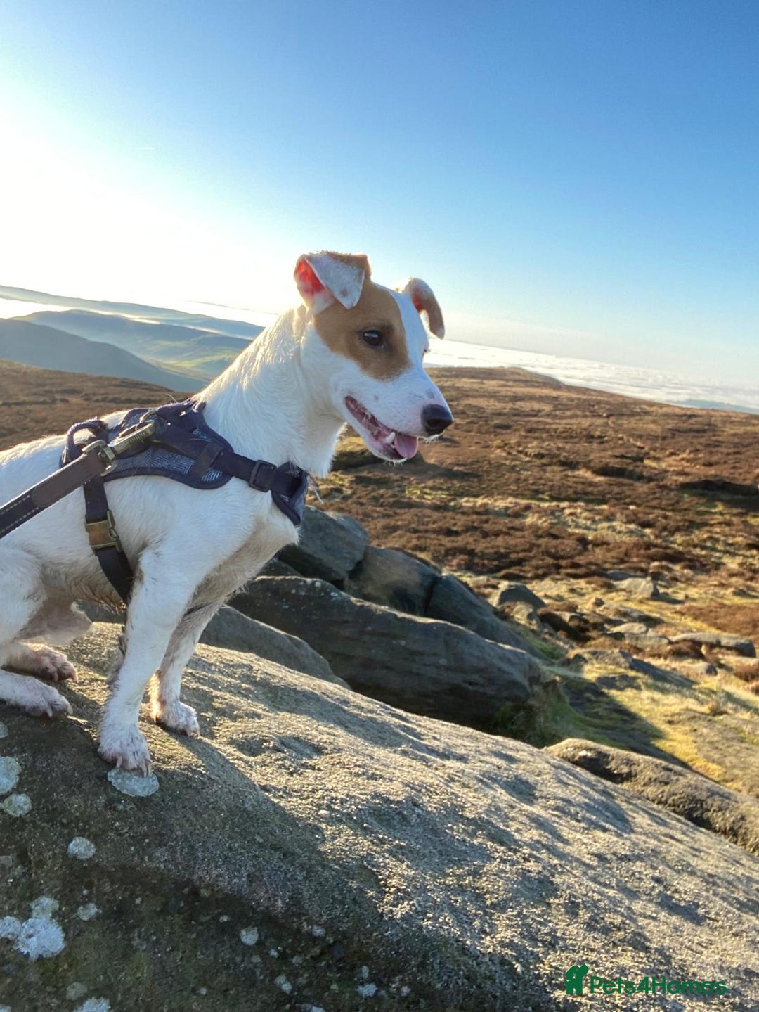 Jack Russell dogs for stud: Beautiful Jack Russell for Stud  - Image 1