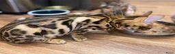 Bengal cats for sale: Top quality pure breed marble Bengal kitten  - Advert 8