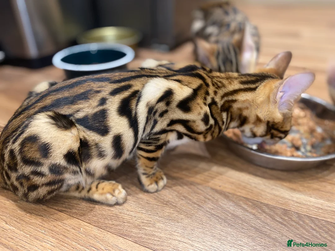 Bengal cats for sale: Top quality pure breed marble Bengal kitten  - Advert 8