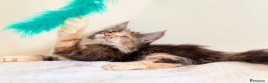 Maine Coon 2