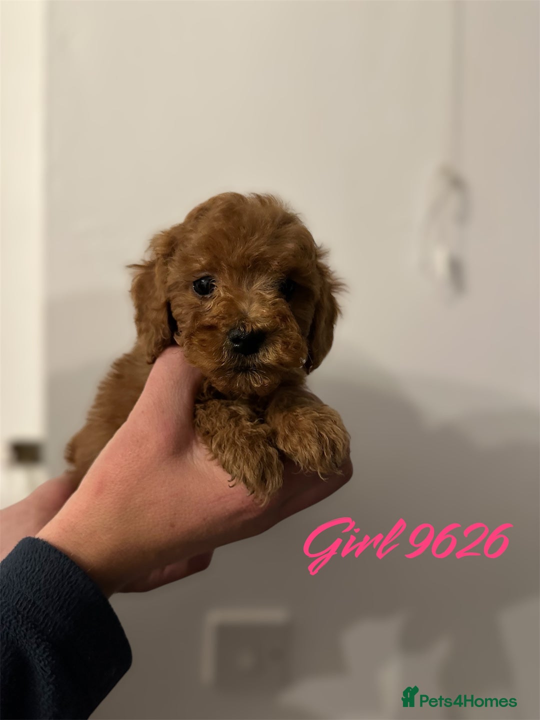 Cockapoo dogs for sale: DEEP RED COCKAPOOS READY NOW - Image 13
