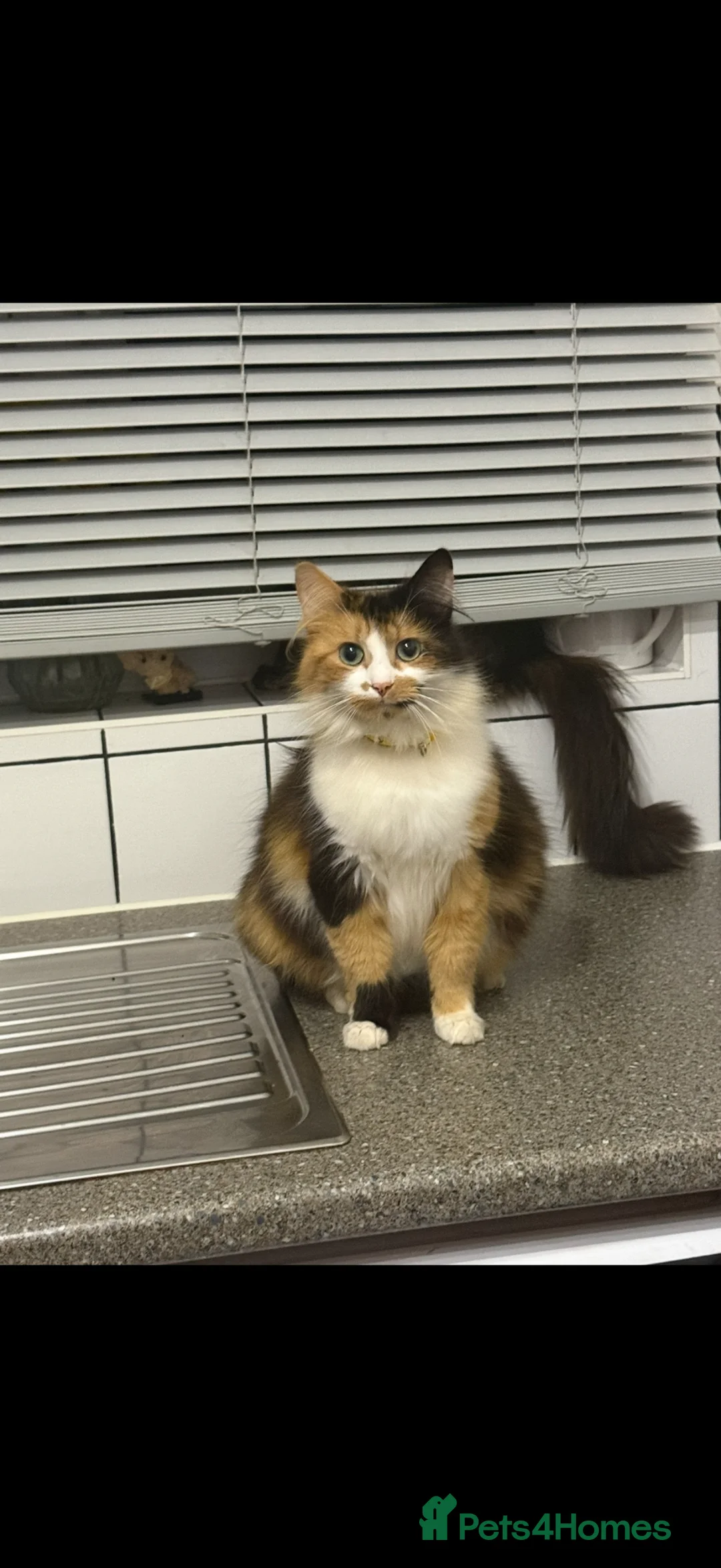 Mixed Breed cats for sale: Fluffy kittens  - Advert 2