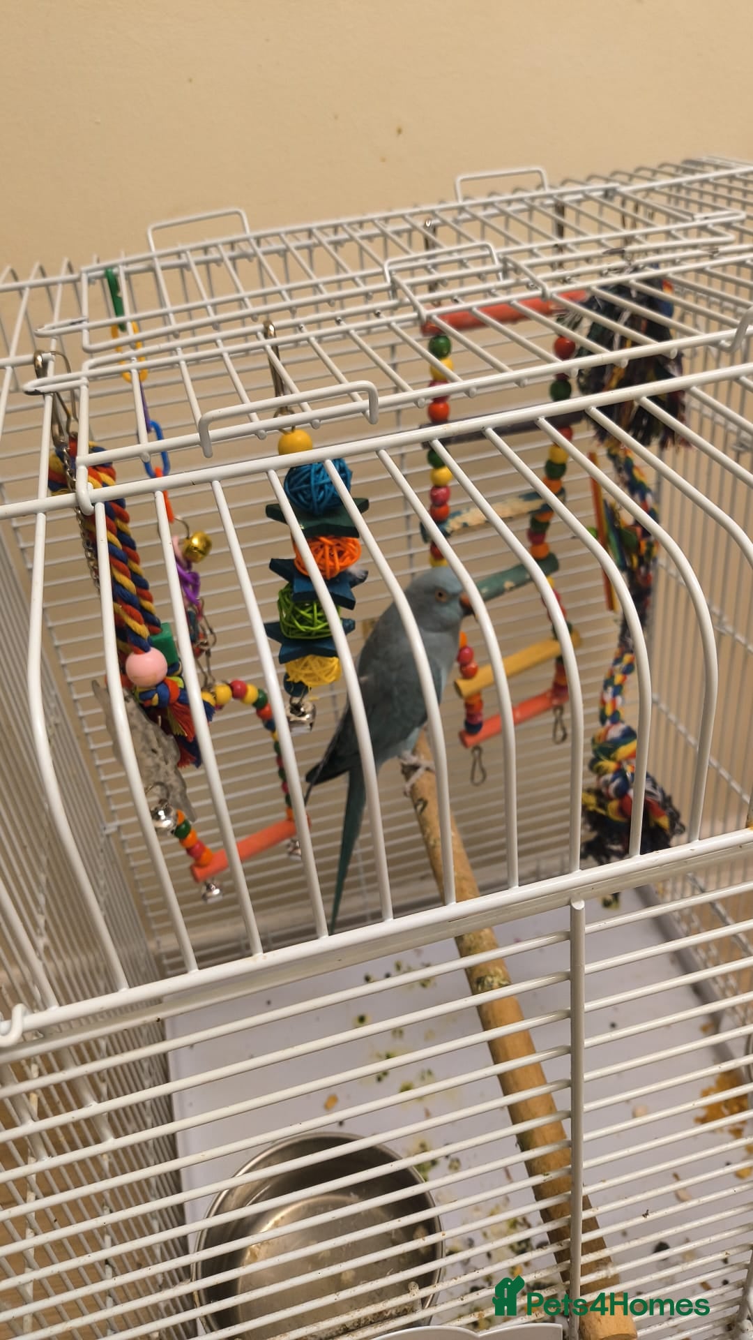 Parrots birds Girls - Advert 1