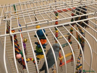 Parrots birds Girls - Advert 6