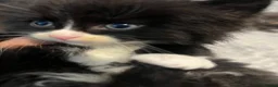 Mixed Breed cats for sale: Gorgeous British Shorthair Mix Kittens  - Advert 6