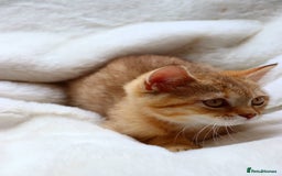 Scottish Fold cats for sale: Ready TICA reg stunning kittens available  - Image 16