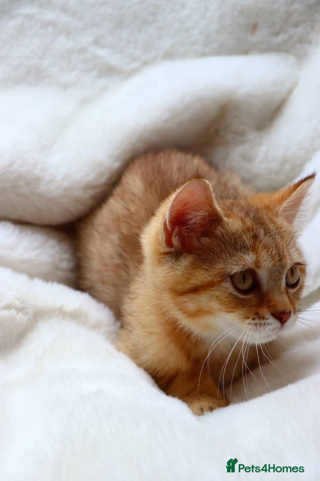 Scottish Fold cats for sale: Ready TICA reg stunning kittens available  - Image 16