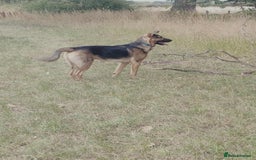 Mixed Breed dogs for sale: 10 month old German shepherd cross Sammy - Image 4
