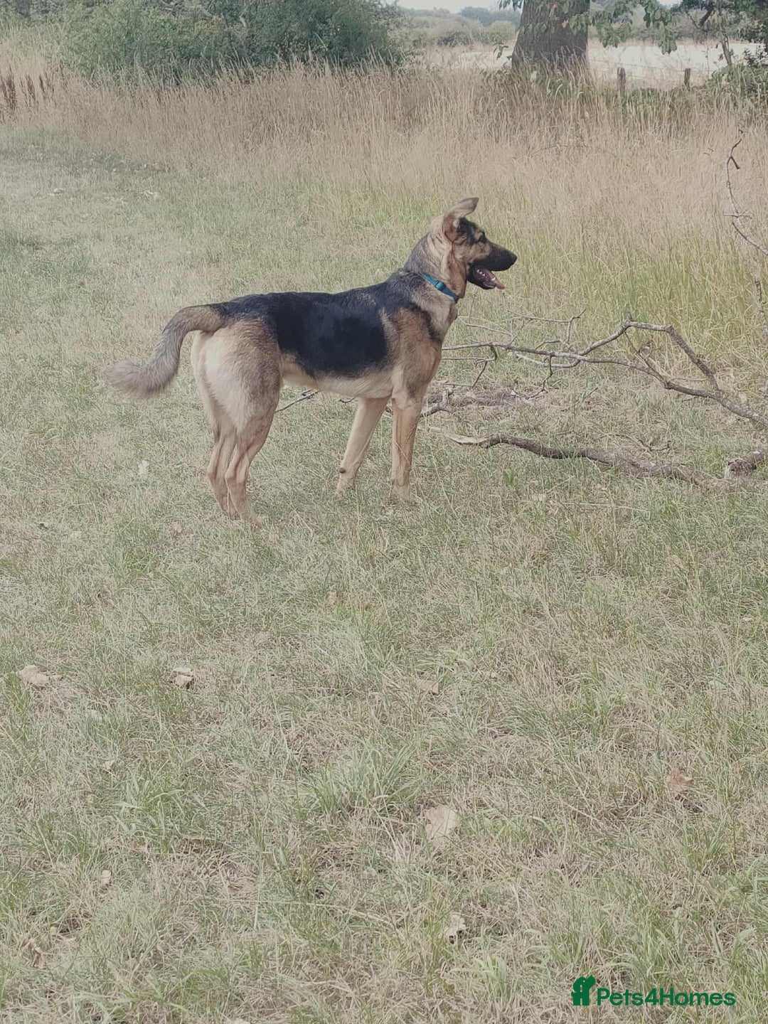 Mixed Breed dogs for sale: 10 month old German shepherd cross Sammy - Image 4