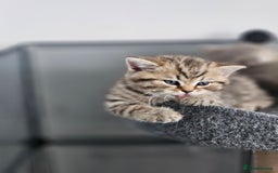 British Shorthair cats for sale: Rare GCCF Registered British Shorthair Kittens  - Image 12