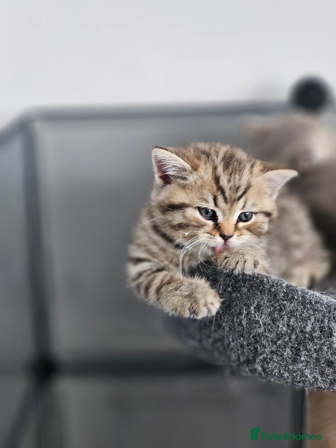 British Shorthair cats for sale: Rare GCCF Registered British Shorthair Kittens  - Image 12