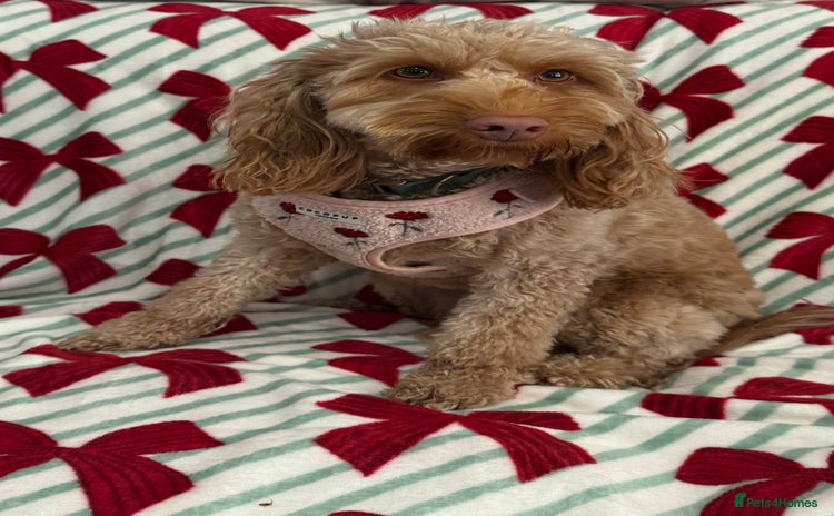 Cockapoo dogs F1 mini Cockapoo 💖 apricot spayed  - Advert 4
