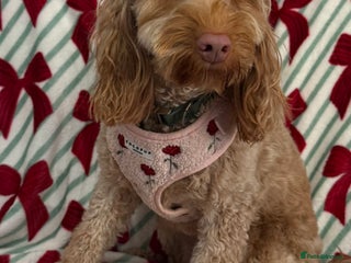 Cockapoo dogs F1 mini Cockapoo 💖 apricot spayed - Advert 6
