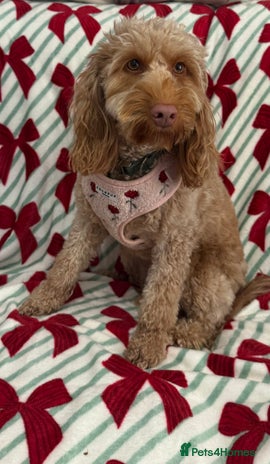 Cockapoo dogs F1 mini Cockapoo 💖 apricot spayed - Advert 4