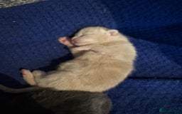 Mixed Breed cats for sale: Beautiful little of kittens  - Image 8