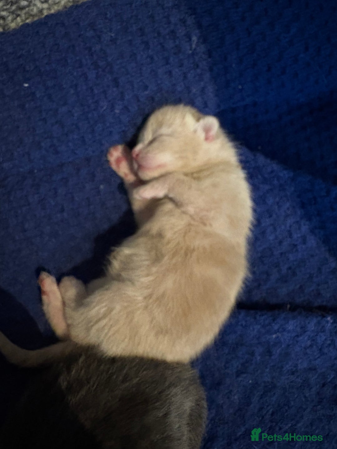 Mixed Breed cats for sale: Beautiful little of kittens  - Image 8