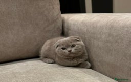 Scottish Fold cats for sale: Adorable Scottish fold  - Image 12