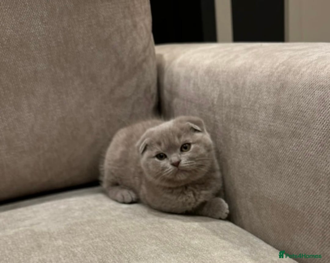 Scottish Fold cats for sale: Adorable Scottish fold  - Image 12