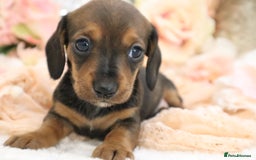 Miniature Dachshund dogs for sale: KC Registered Miniature Dachshund Puppies - Image 8