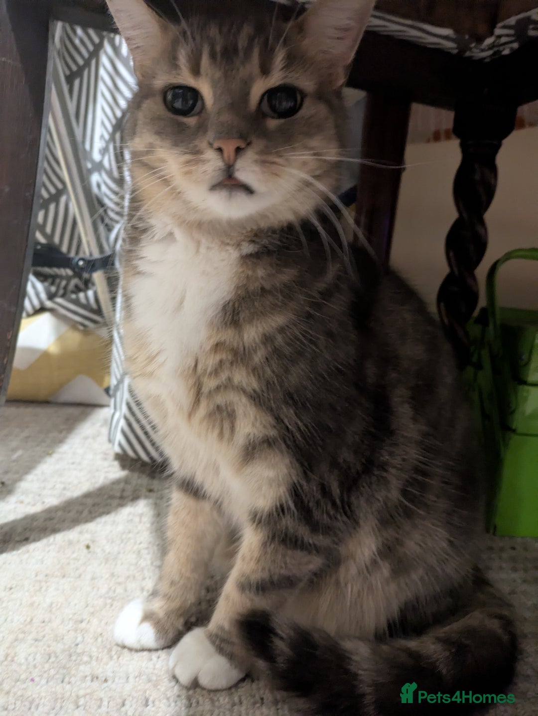 Mixed Breed cats for sale: Tabby Cat (Age 9) - Image 4