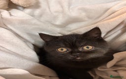 British Shorthair cats for sale: Full British short hair kittens - Advert 13