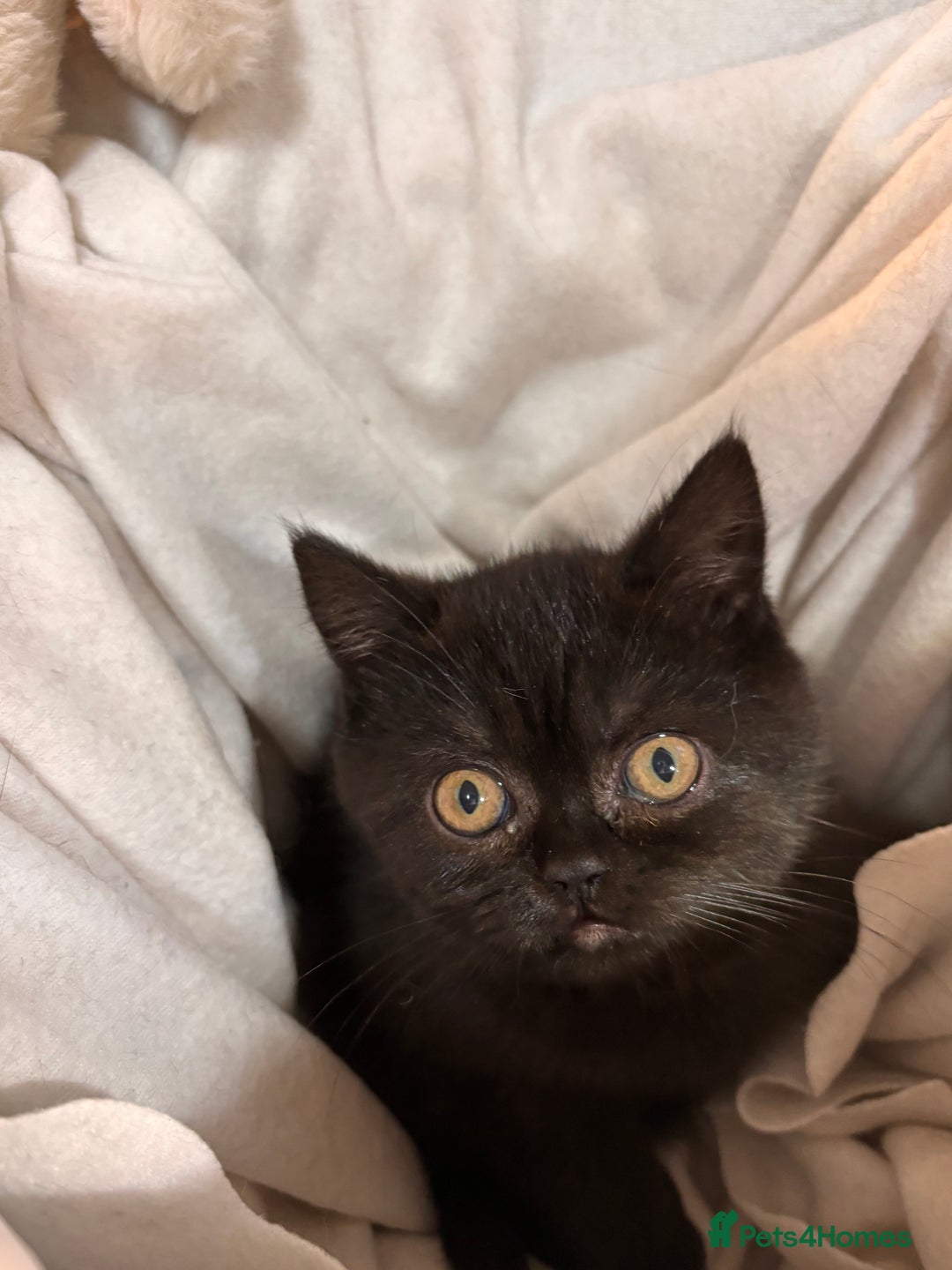 British Shorthair cats for sale: Full British short hair kittens - Advert 13