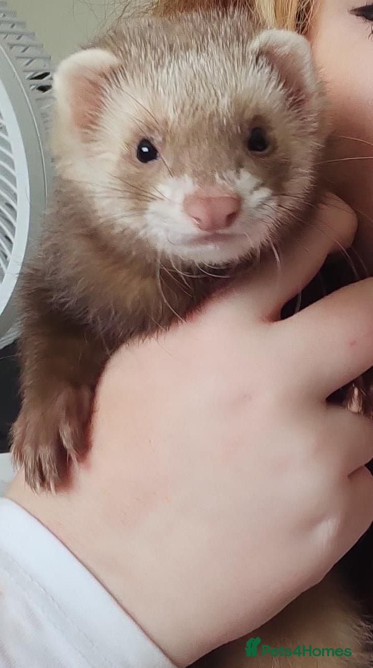Ferret rodents Female ferret - Advert 6
