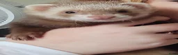 Ferret rodents for sale: Female ferret - Advert 1
