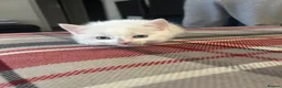 Mixed Breed cats for sale: Mixed breed kittens for sale in Chippenham - Advert 5