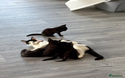 Domestic Shorthair cats for sale: Kittens for sale  - Image 9
