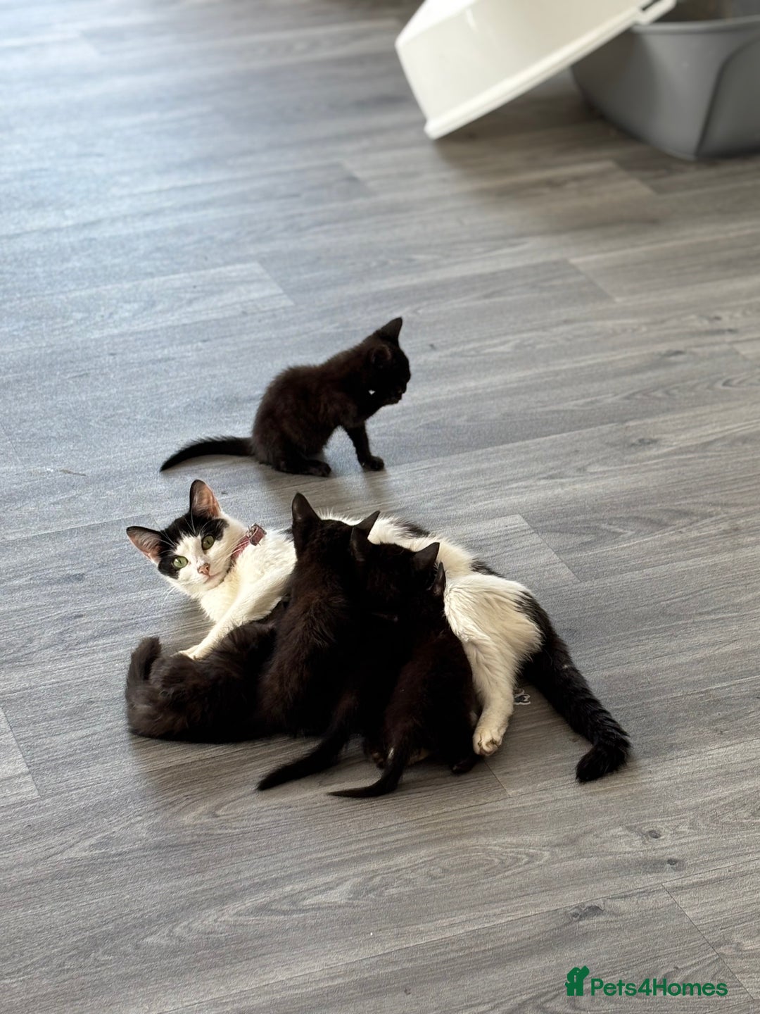 Domestic Shorthair cats for sale: Kittens for sale  - Image 9