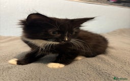 Mixed Breed cats for sale: 🖤🐱Kittens - Only 2 boys left! (Ready now)🐱🖤 in Bridgend - Image 2