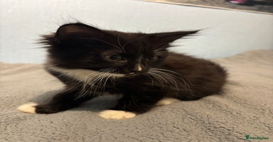 Mixed Breed cats in Bridgend - Advert 7