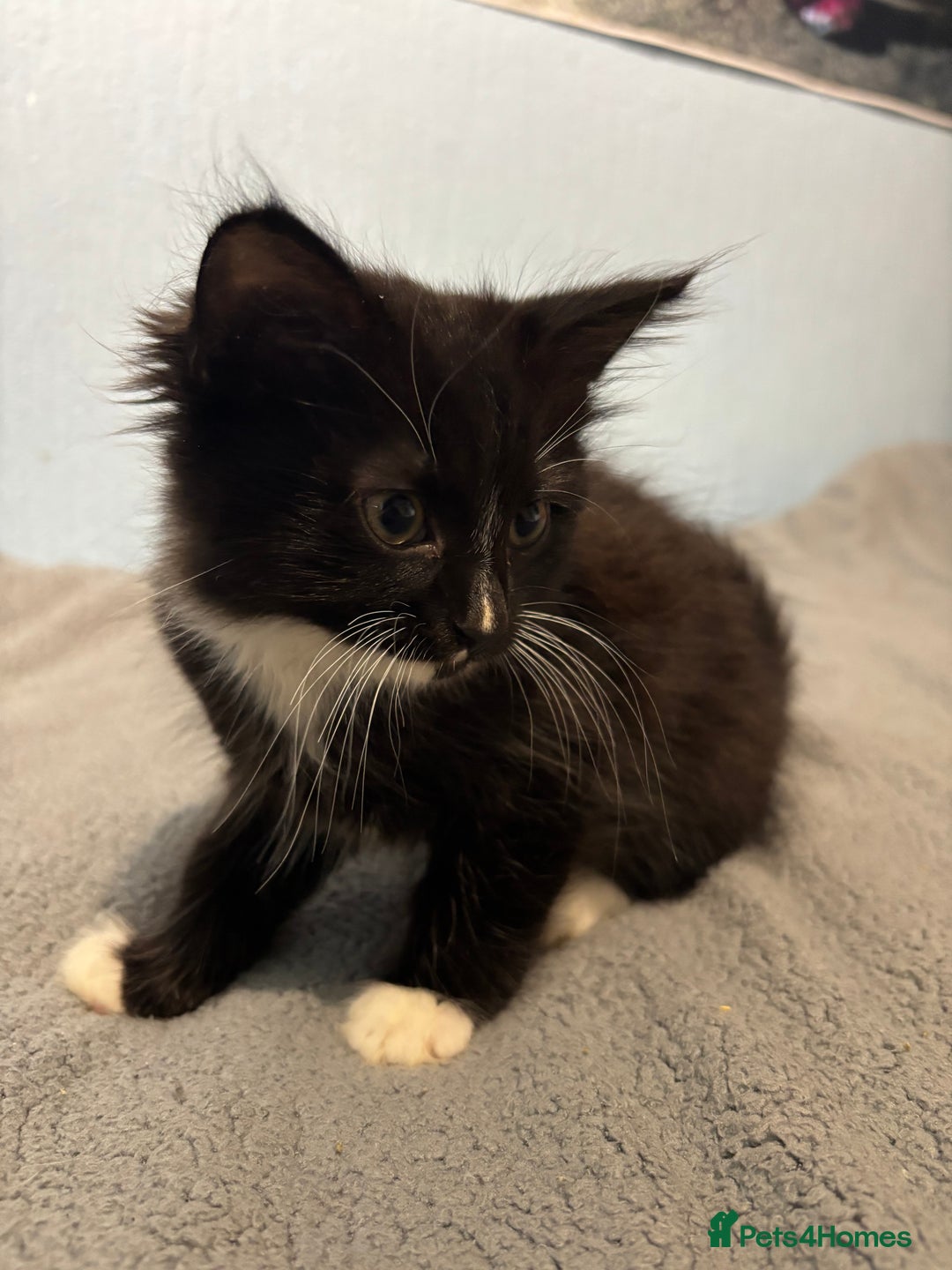 Mixed Breed cats for sale: 🖤🐱Kittens - Only 2 boys left! (Ready now)🐱🖤 in Bridgend - Image 2