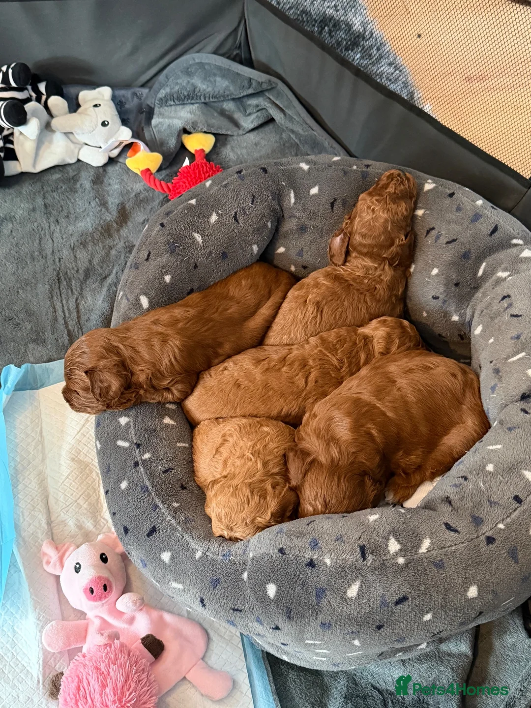 Cavapoo dogs for sale: Red cavapoo puppies in Birmingham - Advert 2