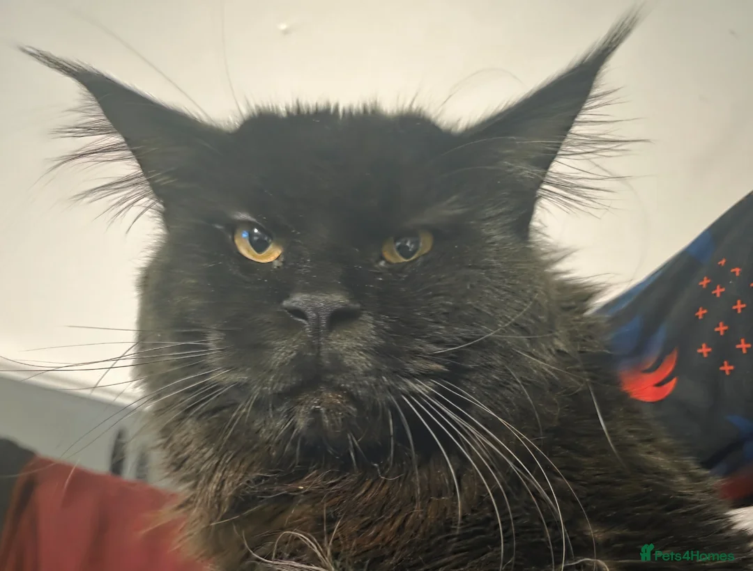 Maine Coon cats for sale: Main coon  - Advert 2