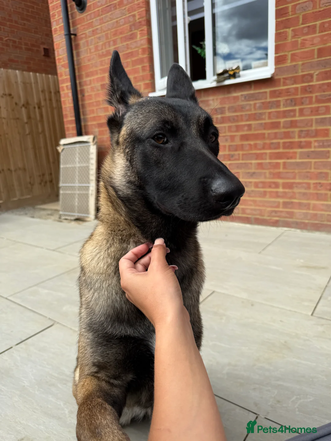 Belgian Shepherd Dog dogs for sale: Belgian mallinois needing a new home - Advert 3