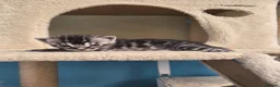 Bengal cats for sale: TICA Registered Stunning Bengal Kittens  - Advert 10